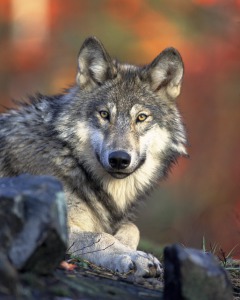 wolf-62898_640