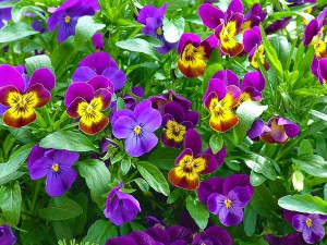 pansy-224913_640