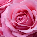 pink rose